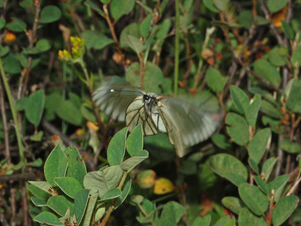 Galleria di insetti in volo